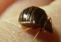 吸血臭虫有天敌吗 分别是什么？