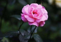 月季打花苞了要加肥吗？