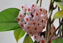 球兰僵苗怎么办？