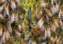 蜂王为什么不产卵 附详细的原因？