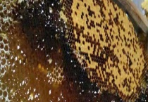 冬蜜 怎样定义并附其产地分布