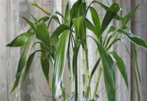 富贵竹养殖的注意事项 主要有三方面