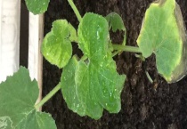 葫芦苗叶子蔫了咋办