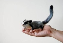 密袋鼠认主人吗？