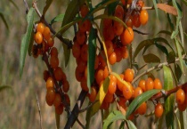 木半夏和胡颓子区别？