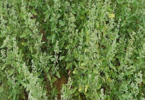 有毒灰菜与灰菜的区别？ 吃灰菜会不会中毒