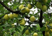 奈李是什么水果