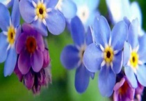 勿忘草能活多久？