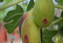 无花果不开花就结果吗？