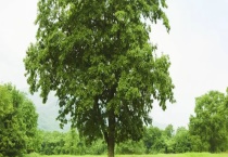 树木如何过冬 附树的结构及功能