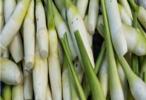 茭白种子价格及种植方法 茭白有哪些品种