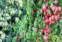 荔枝产地在哪里 附功效作用