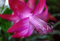 蟹瓜莲怎样栽培