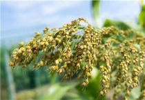 高粱地里苗后除草剂都有哪些？