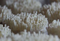 金针菇的品种有哪些？附详细介绍