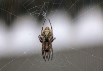 大腹园蛛有没有毒 应该怎么养