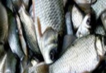 鲫鱼什么季节最好钓？钓点怎样选择