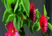 心叶日中花有毒吗？