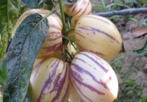 人参果的种植多久？