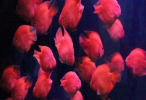 财神鱼和什么鱼一起养？财神鱼养殖管理多久？