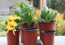 育苗盆的使用多久？