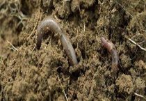 家养蚯蚓最简单的方法 日常怎样管理