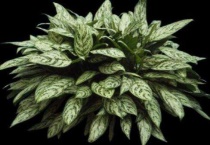 阿斯匹林生根水制法