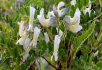 狼牙刺什么时候开花 附其地理分布、泌蜜条件和蜂蜜产量