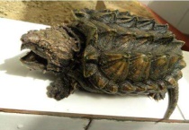 鳄龟深水养会死吗？