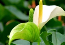 白掌的花变绿怎么多久？