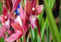 墨兰叶子扭曲怎么办？墨兰叶子扭曲的原因？