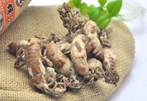 黄金蝉花的养殖多久？