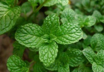 薄荷叶的花语是什么？