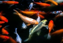 锦鲤烂嘴特效多久？