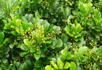 米兰花有毒吗？