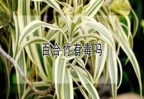 百合竹有毒吗？