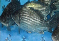 鲫鱼的寿命一般多长 附其生活习性