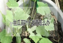 丝瓜苗叶子发黄怎么办？