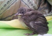 白头翁幼鸟喂什么？