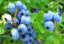 蓝莓有虫子吗？