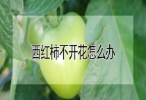 西红柿不开花怎么办？