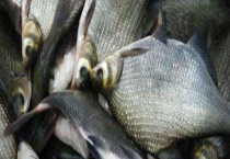 鳊鱼的生活习性及特点 附其分布范围