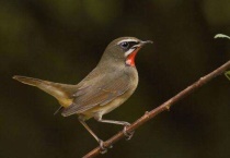 小鸟吃生大米吗？