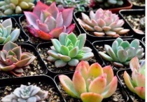 多肉砍下来枝可以活吗？