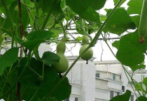 葫芦苗怎么培育
