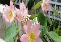 碗莲入泥后需要换水吗？