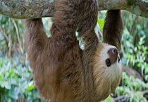 野生动物树懒吃什么长大的？天敌是什么动物？和考拉有什么区别？？