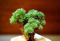 球松老是不服盆怎么办？