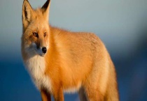 狐狸饲料配方 附狐狸的饲料种类