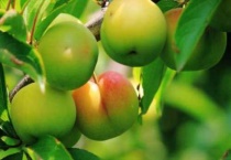 李子几月份开花结果